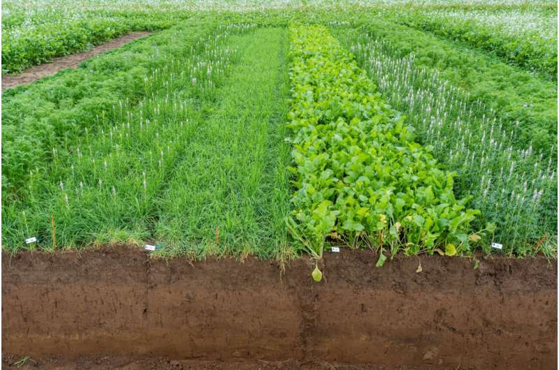 Agriculture study on cover crops mixtures delivers unexpected results