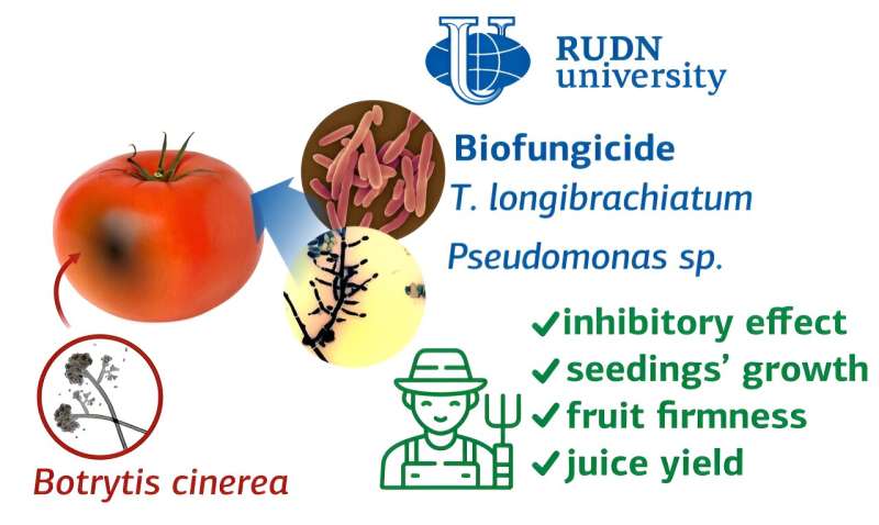 Agronomists find microbes to protect tomatoes from dangerous fungus