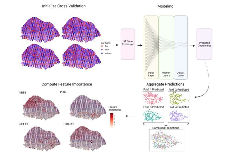 AI method predicts how cells are organized in disease microenvironments