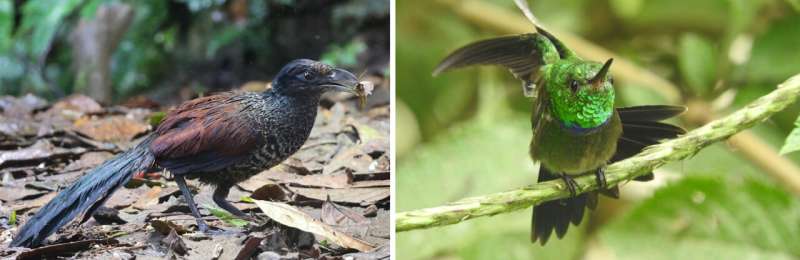 AI models identify biodiversity from animal sounds in tropical rainforests