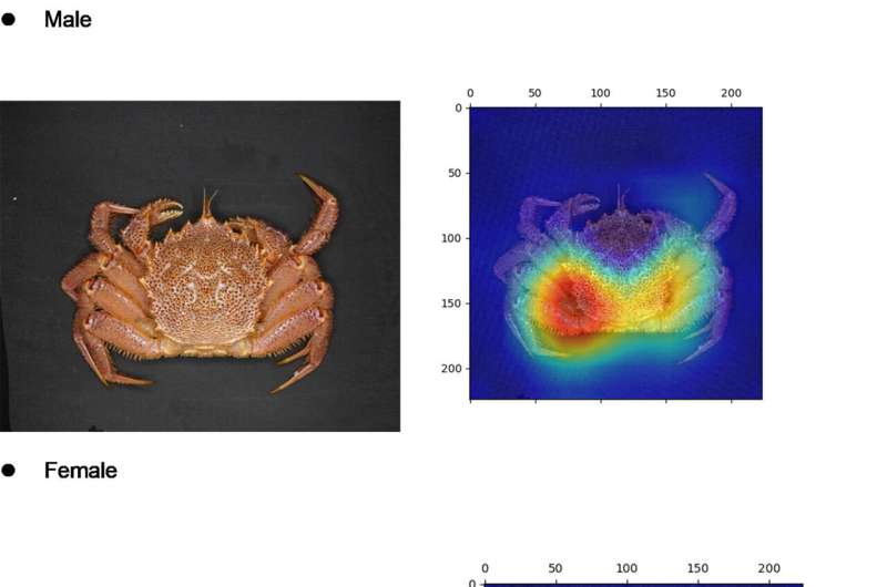 AI-powered crab gender identification: revolutionizing fishery management and conservation