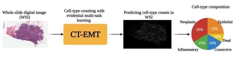 AI-powered deep learning model can improve cancer diagnostics by accurately counting cell types in whole slide images