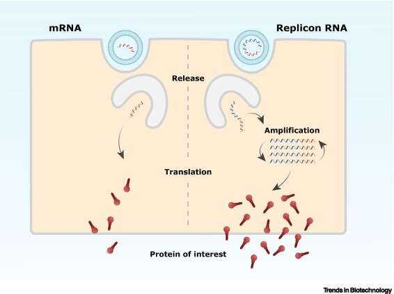 AI to accelerate development of RNA copy machine: fewer side effects of mRNA vaccine