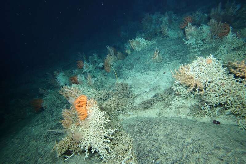 AI to the rescue protecting deep-sea coral reefs