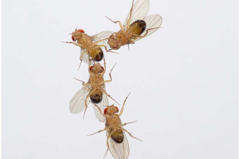 Air pollution impairs successful mating of flies