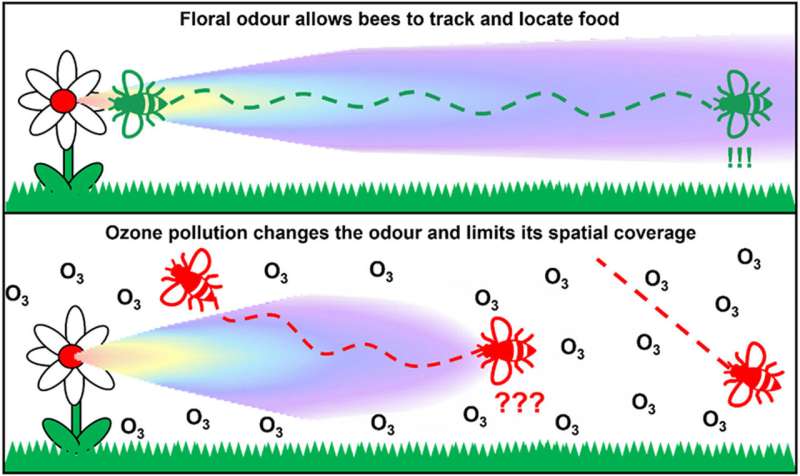 Air pollution prevents pollinators from finding flowers