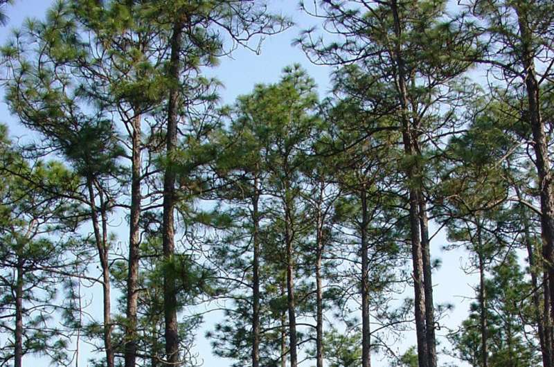 Alabama-Coushatta Tribe in Texas uses fire to save a tree that is part of its identity