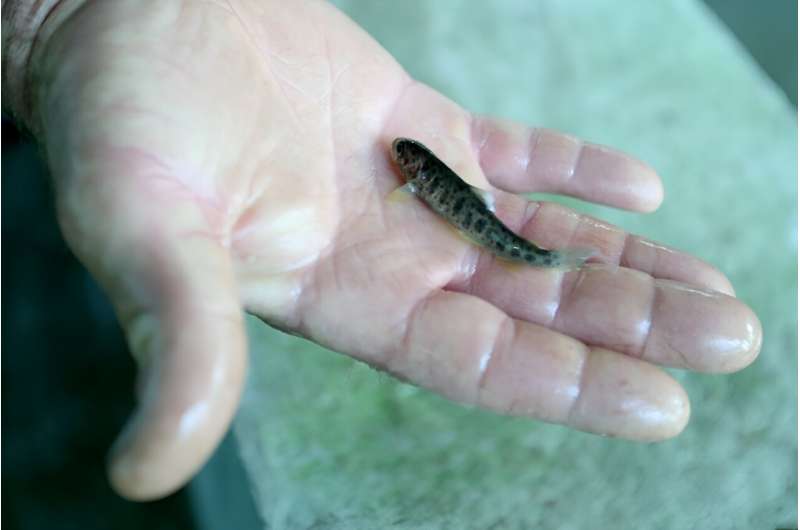 Albanian public and private organisations have increased operations at fisheries to produce 1.7 million hatchlings this year alone