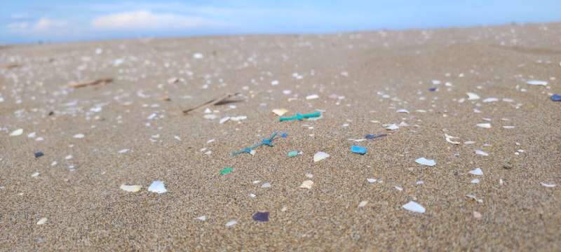 All aquatic species in river mouths are contaminated by microplastics