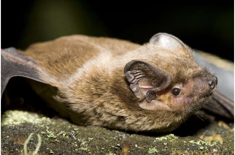 All good things come from above! DNA-based food analysis in the evening bat