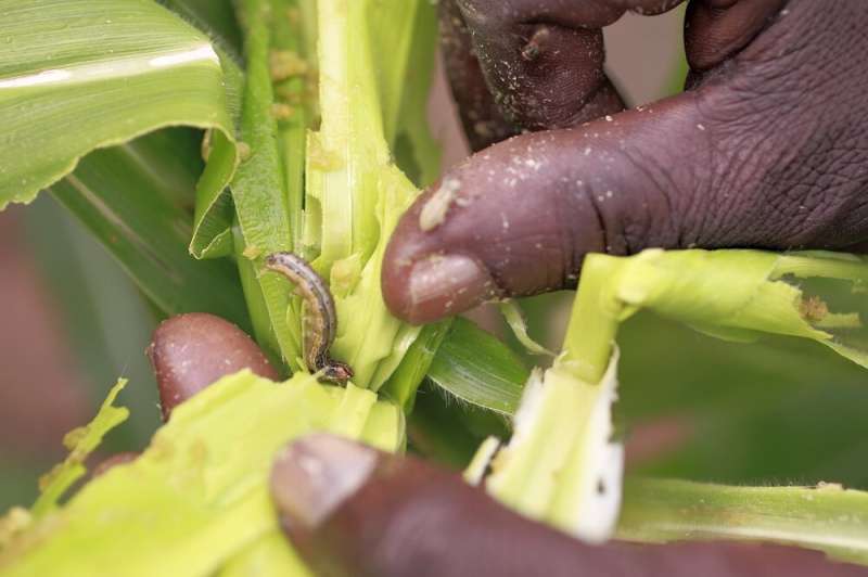 Almost all of Africa's maize crop is at risk from devastating fall armyworm pest, study reveals
