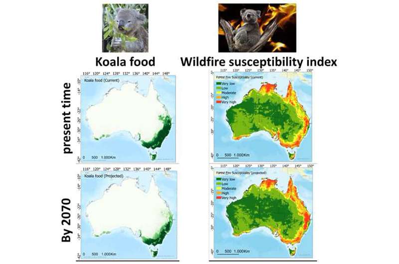 Almost half of koala habitats will be under high bushfire threat by 2070