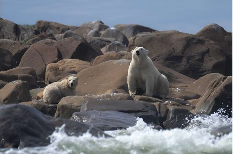 Although polar bears have had endangered species protections since 2008, a long-standing legal opinion prevents climate consider