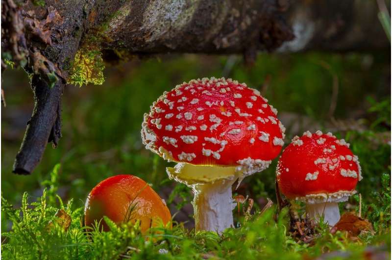 GO ASK ALICE! Tiny doses of deadly shrooms are extremely popular — and legal — in most of USA 🍄
