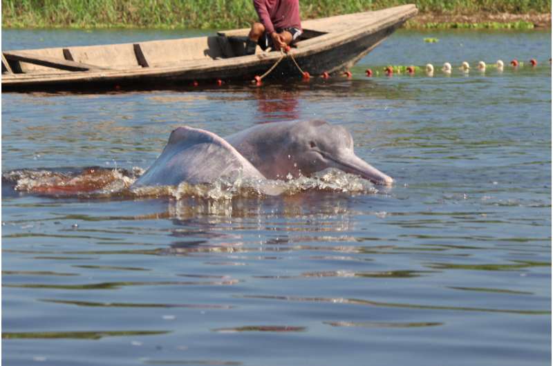 Amazon dolphins at risk from fishing, dams and dredging