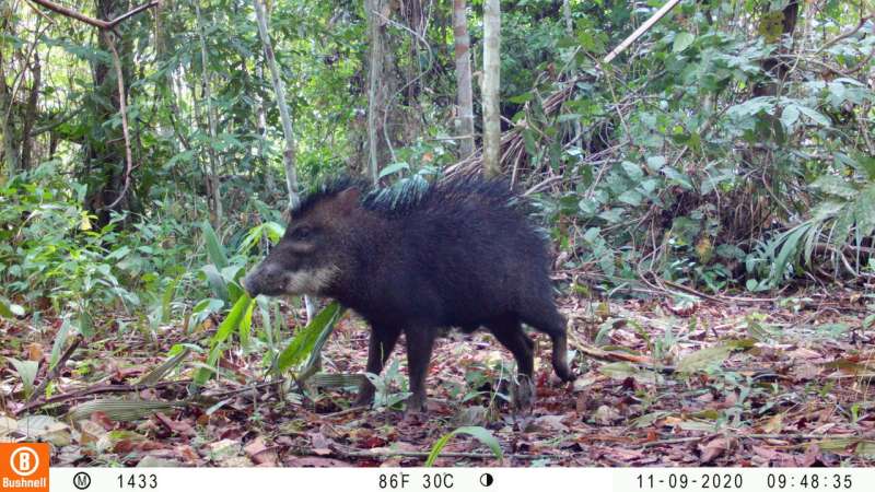 Amazon mammals threatened by climate change