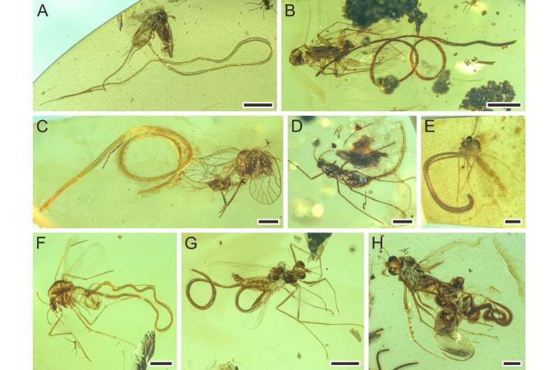 Amber reveals the evolution of parasitism in nematodes