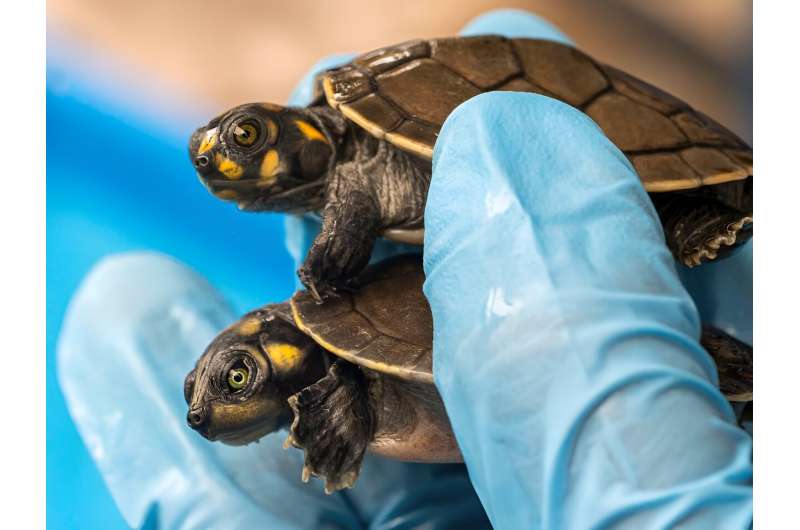 Among the reptiles were baby Arrau turtles -- the largest river turtle in South America -- and the yellow-spotted river turtle, which were found in small transparent plastic containers inside cardboard boxes