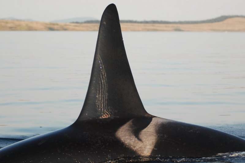 An adult male orca with tooth rake marks is seen in a photo courtesy of the Center for Whale Research