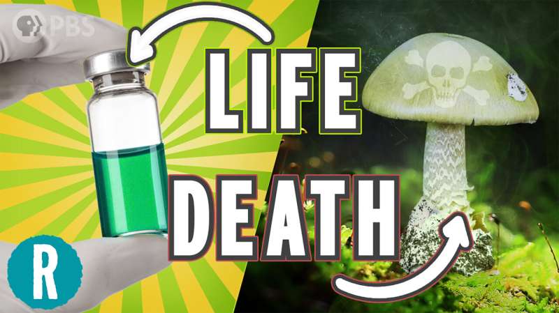 An antidote for deadly mushrooms? (video)