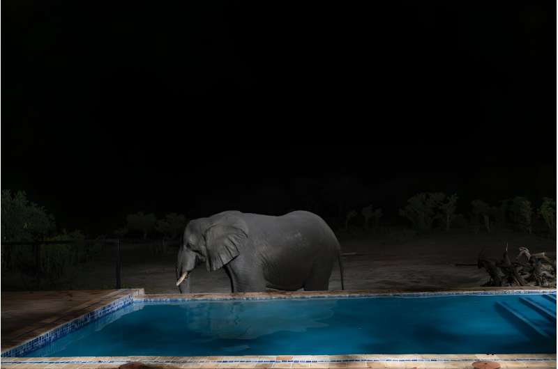 An elephant drinks water from a swimming pool at tented camp on the edge of Hwange National Park in northern Zimbabwe