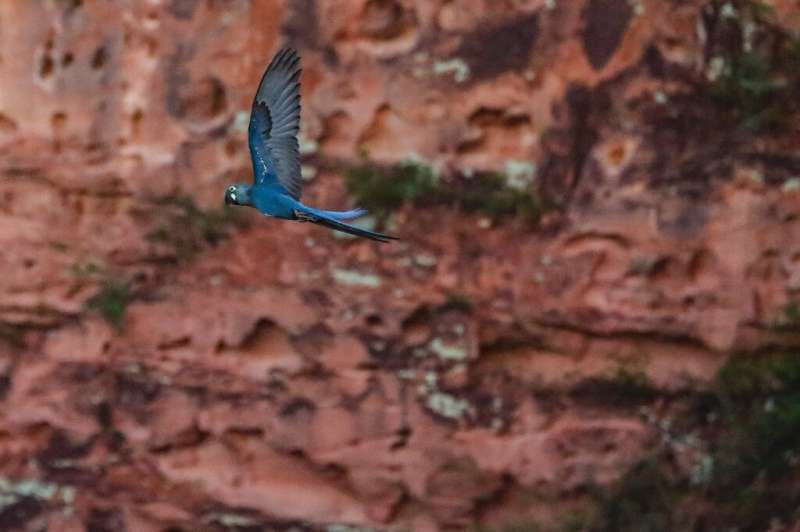 Находящийся под угрозой исчезновения ара Лира ( Anodorhynchus leari ) пролетает над заповедником возле биологической станции Канудос, недалеко от Канудос. 