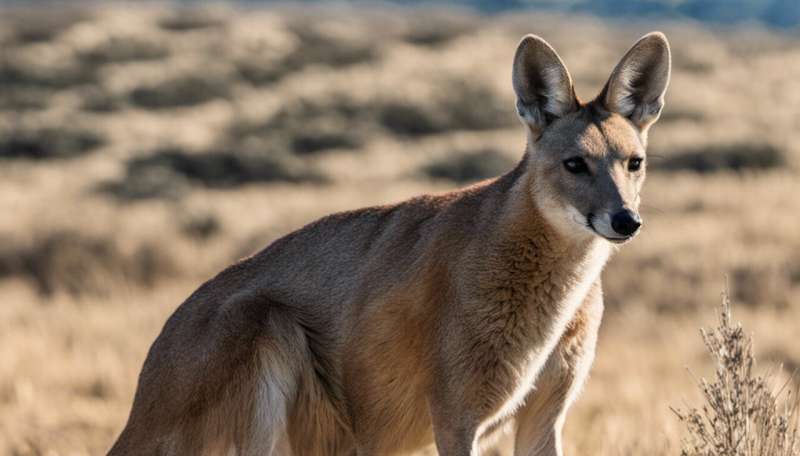 ‘An exciting possibility’: scientists discover markedly different kangaroos on either side of Australia’s dingo fence