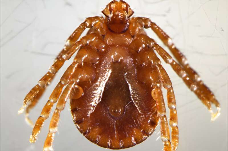 An exotic tick that can kill cattle is spreading across Ohio