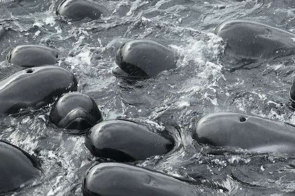 An expert explains the stranding of 97 pilot whales in WA and their mysterious 'huddling' before the tragedy