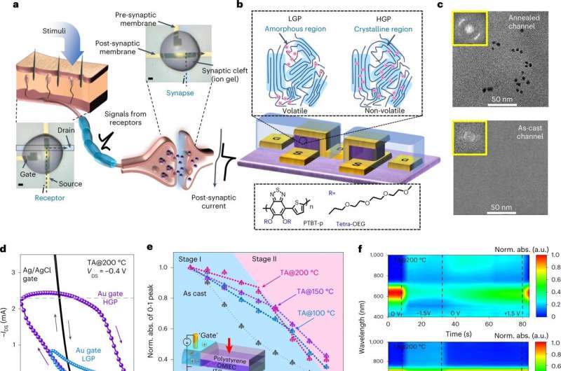 An organic electrochemical transistor that serves as a sensor and processor