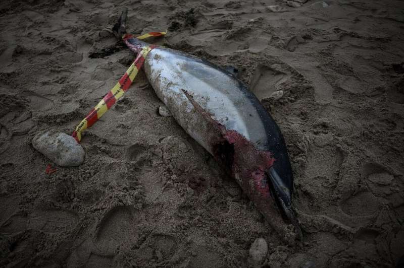 An 'unprecedented' number of dolphins have washed up in the past week