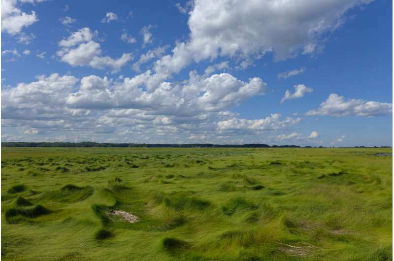 Analysis finds diversity on the smallest scales in sulfur-cycling salt marsh microbes