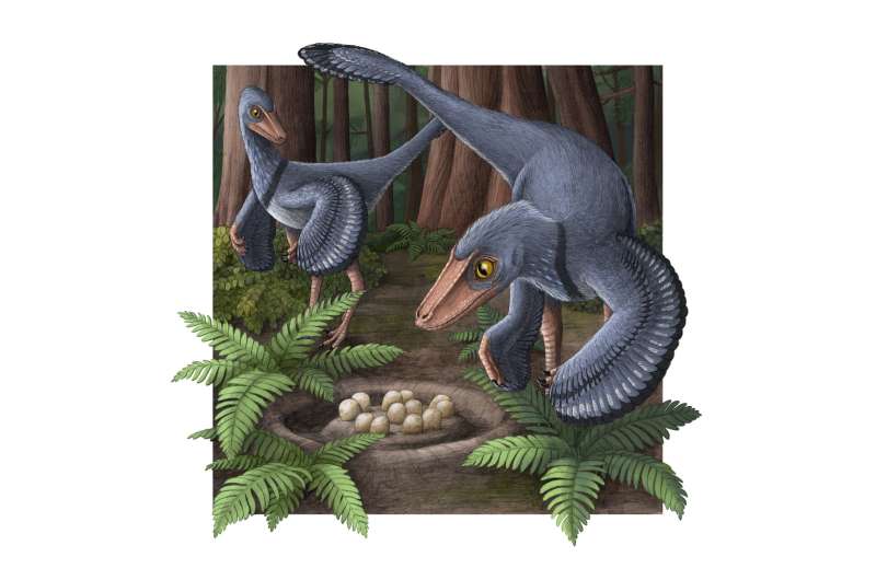 Analysis of dinosaur eggshells: bird-like Troodon laid 4 to 6 eggs in a communal nest