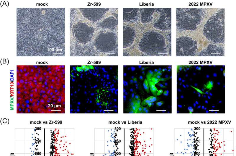 Analysis of the 2022 mpox virus using human keratinocytes and human iPS cell-derived colon organoids