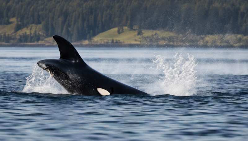 Analyzing the fat of killer whales reveals what they eat