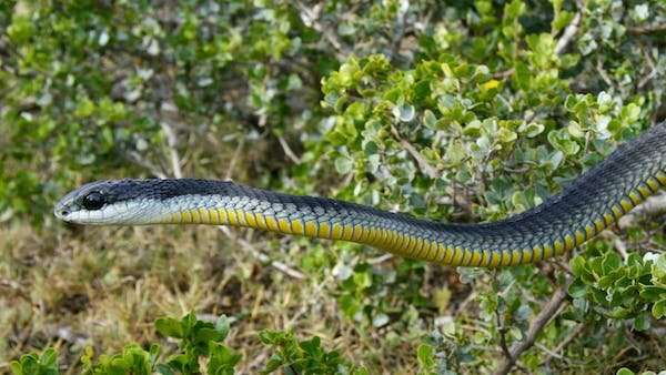 Ancient Egypt had far more venomous snakes than the country today, according to our new study of a scroll
