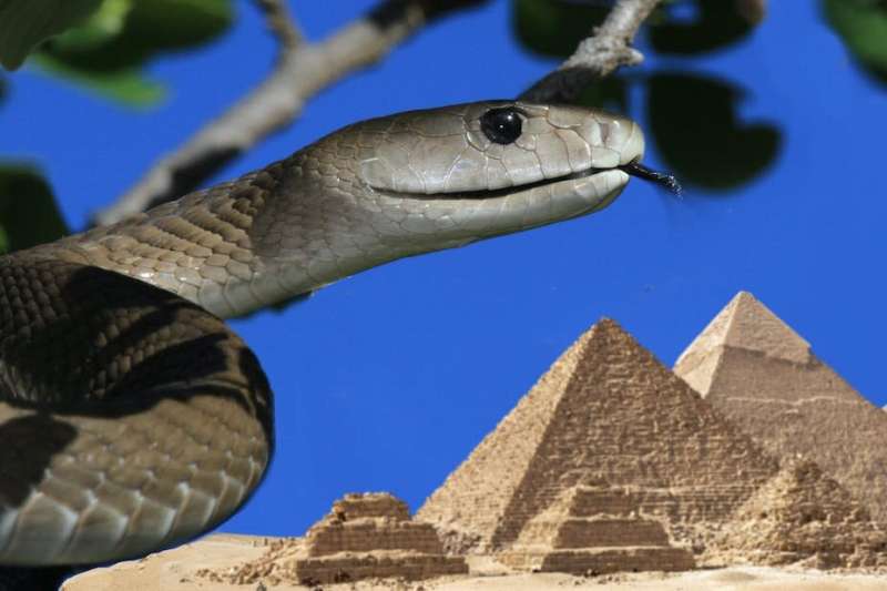 Ancient Egypt had far more venomous snakes than the country today, according to our new study of a scroll