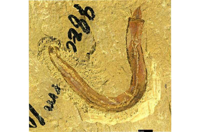Ancient fossils shed new light on evolution of sea worm