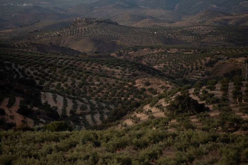 Andalusia is central to the industry in Spain, the world's top olive oil producer
