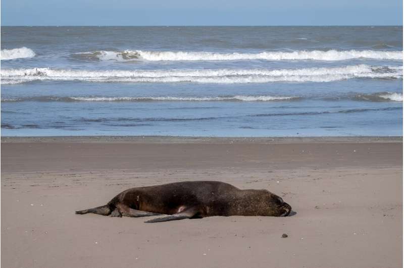 Animal health authorities have recently reported dead sea lions in several locations along Argentina's extensive Atlantic coast