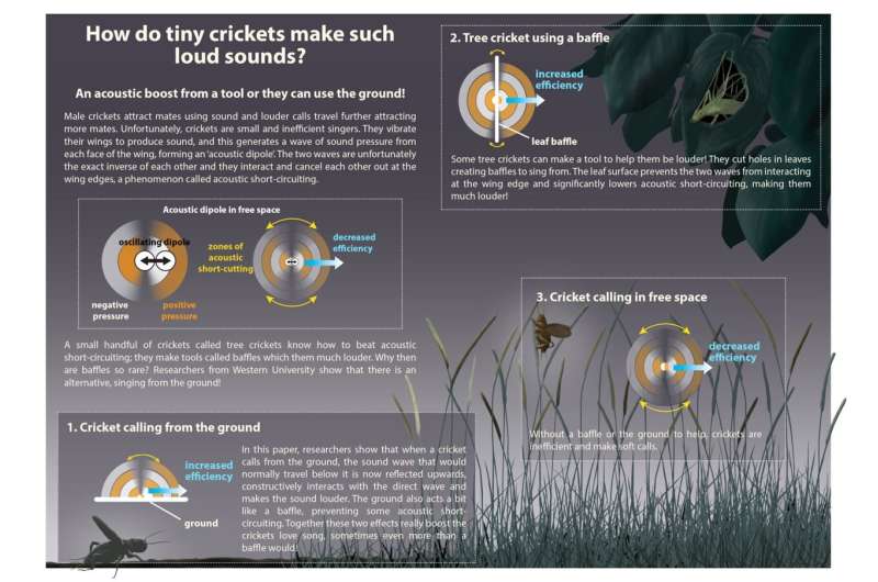Animals like crickets use the ground to amplify calls: Study