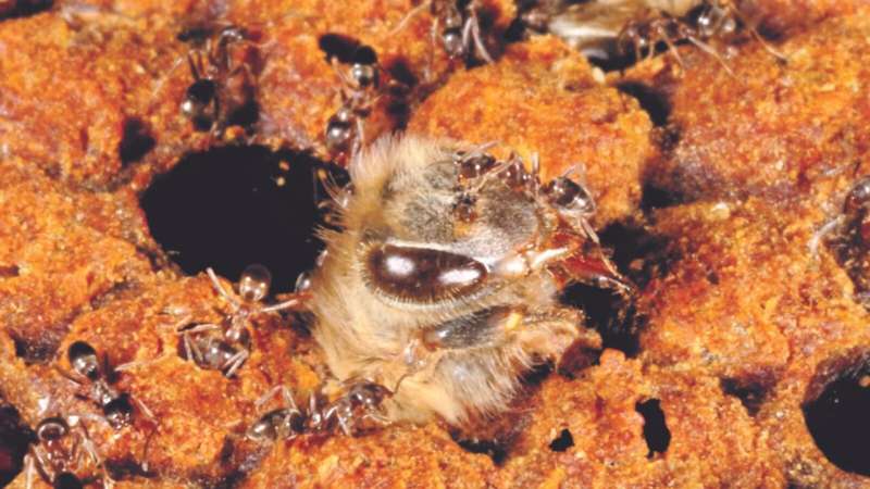 Ant raids decimating honeybee colonies