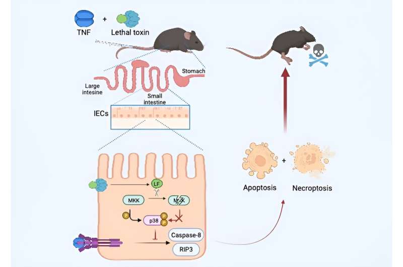 Anthrax lethal toxin and tumor necrosis factor-α  synergize to induce mouse death