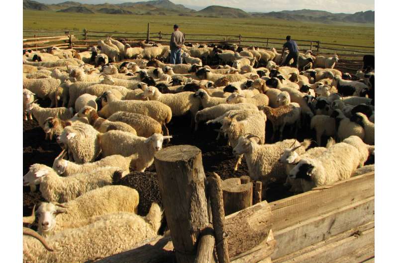 Anthropologist examines nomadic pastoralists in Russia