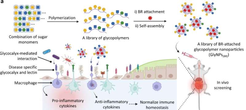 Anti-inflammatory nanoparticles mimic glycocalyx in IBD patients