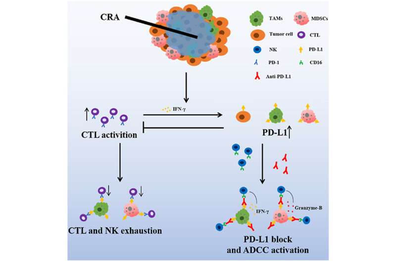 Anti-PD-L1 antibody enhances curative effect of cryoablation