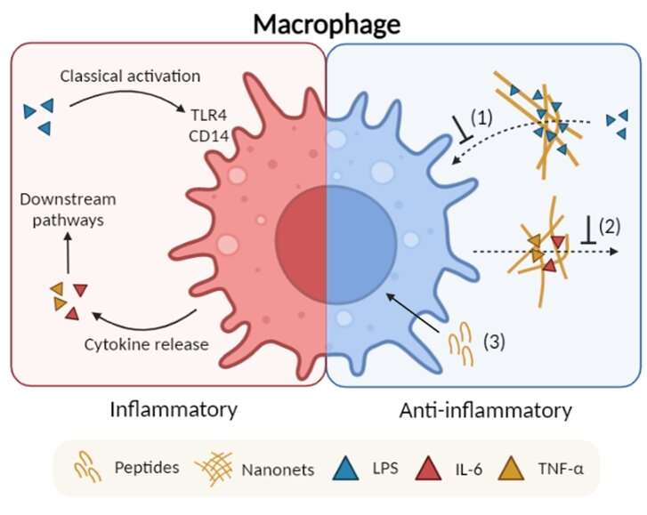 Antimicrobial nanonets display multifunctionality by mitigating inflammatory responses during sepsis