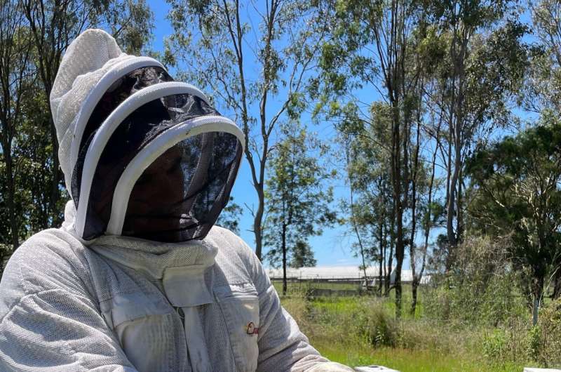 Antioxidant 'bee glue' is creating buzz for a new industry in Australia