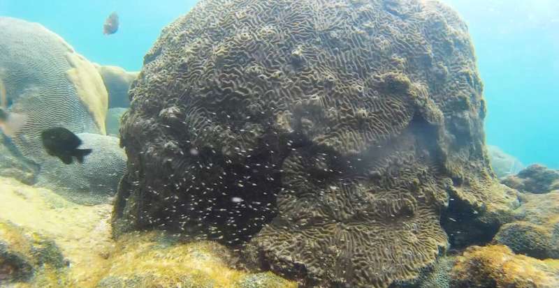 «Асоциальные» рыбы-ласточки отпугивают покупателей рыбы-чистильщика, и это может способствовать разрушению коралловых рифов.