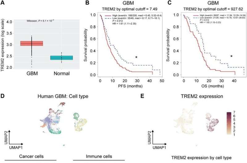 Antitumor cell activity in glioblastoma regulated by inhibiting 'triggering receptor expressed on myeloid cells 2'